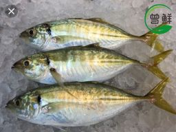色拉鱼 Selar Fish