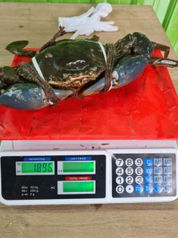 Live Sri Lanka Mud Crab 1.2kg up