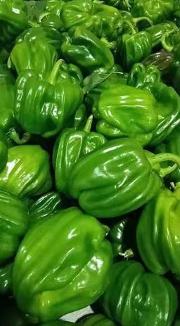 🫑皱皮椒 -$7/1kg