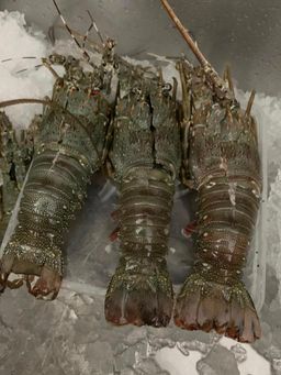 🦞Lobster🦞 *HOT!*