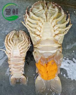 虾婆 Crayfish