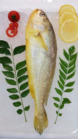 Yellow Croaker 黄花鱼 