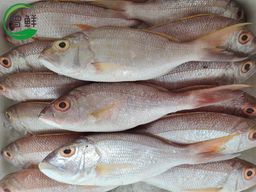 戈里鱼 Ang Gor Li