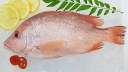 Red Snapper 春鸡