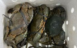 Live Mud Sri Lanka Crab 350grams to 450grams (Price per Kg)