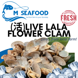 Live Flower Lala (花啦啦) Clams 