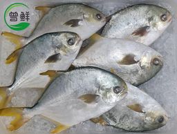 金鲳 Golden Pomfret