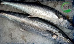 巴当鱼 Batang Spanish Mackerel