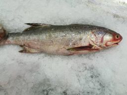 黑午鱼 Black Threadfin