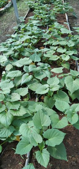 温室翡翠番薯叶