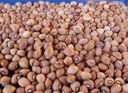 Black Bean, Soya Bean, Black Eye Bean and Brown Bean - 黑豆, 大黄豆, 黑眼豆 和 棕色眼豆