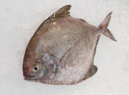 Black Pomfret 黑鲳 ( 400g )