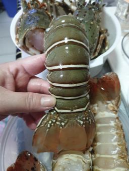 🦞Lobster🦞 *HOT!*