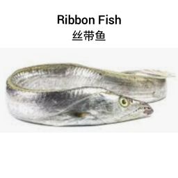 Ribbon Fish 丝带鱼
