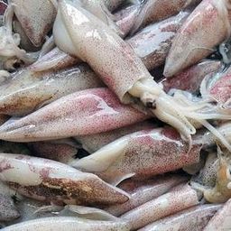 WILD-CAUGHT FISH 野生鱼