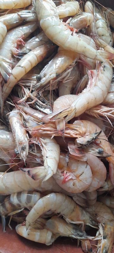 Gambas