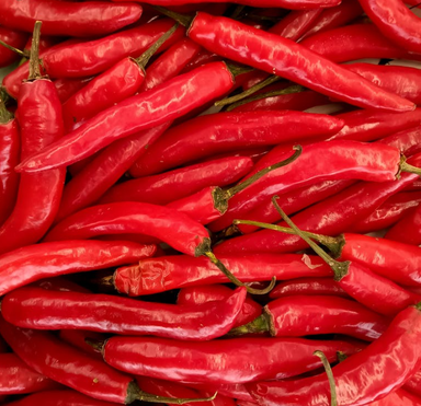 CHILLI Red Big 大红辣椒