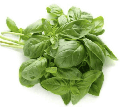 Sweet Basil