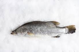 Baramundi Whole Fish / 500 gr