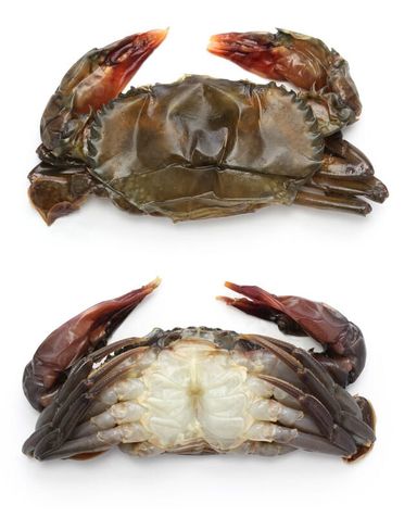 Soft Shell Crab / 500 gr