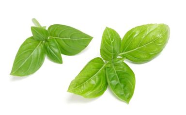 Basil / 100 gr