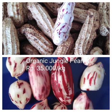 Organic Jungle Peanut / 500 gr