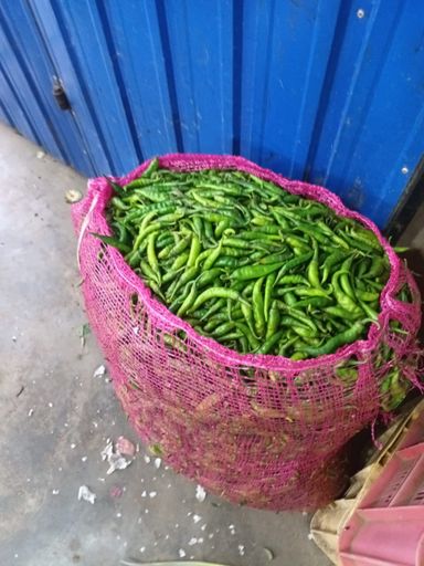 Green chilli பச்சை மிளகாய்