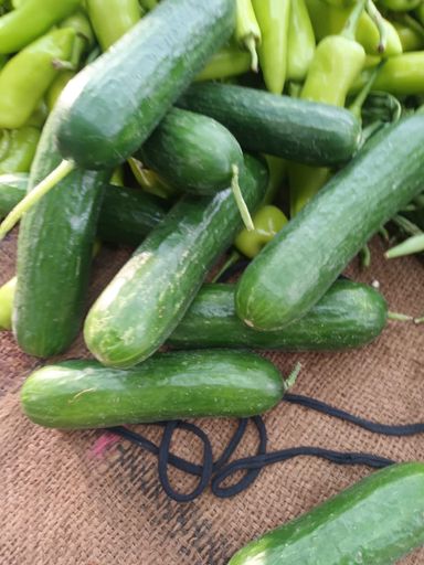 Cucumber வெள்ளரிக்காய்