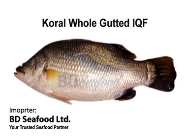 Koral Whole Gutted IQF