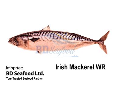 Irish Mackerel WR