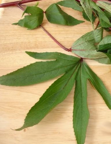 Pundi Soppu (Green Gongura)