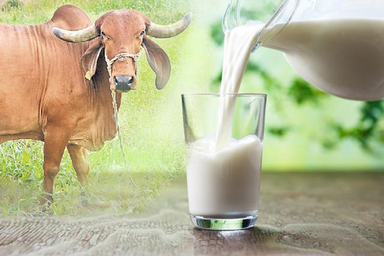 A2 Cow Milk 500 ml