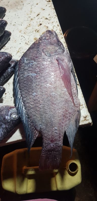 Tilapia