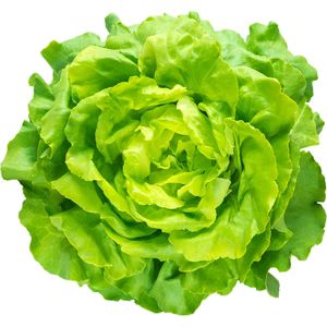 Lechuga Francesa