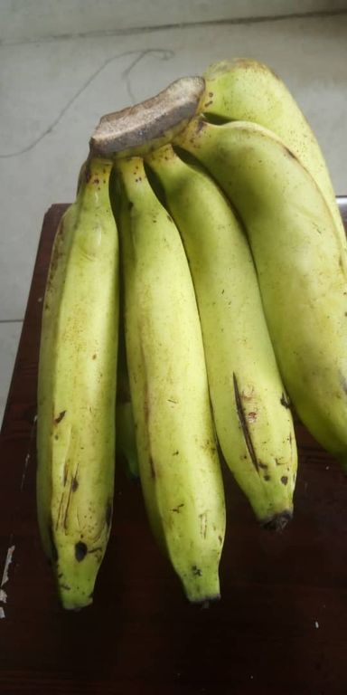 Cavendish Banana green 