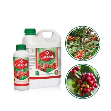Cafedak