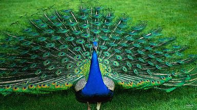 Peacock