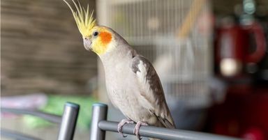 Cockatiel 