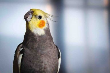 Cockatiel 