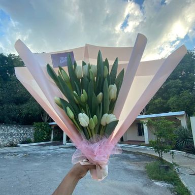 20 tulipanes clásicos