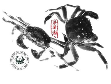 Hairy Crab Gift Pack 大闸蟹礼盒