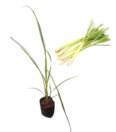 Lemon Grass