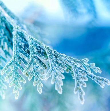 Frosted Juniper