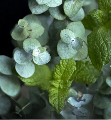 Peppermint & Eucalyptus 