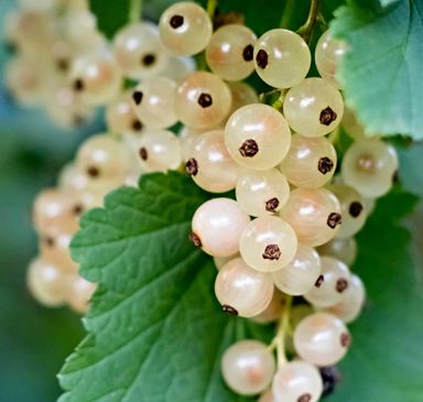 White Currant