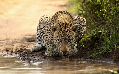 KRUGER NATIONAL PACK GAME DRIVE.