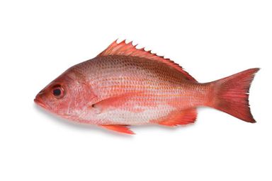 Snapper