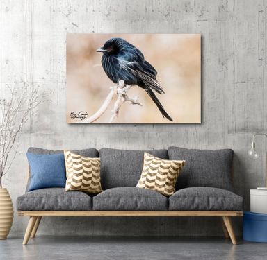 Fork-tailed Drongo (Limited Edition) Only one item