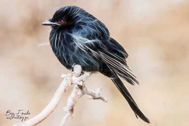 Fork-tailed Drongo (Limited Edition) Only one item