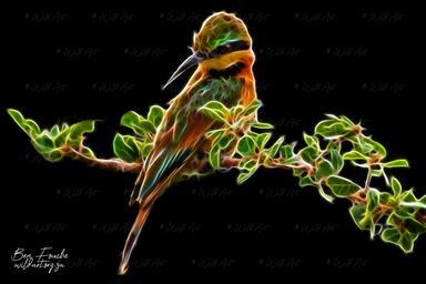 Little Bee-eater (Limited Edition) Only one item